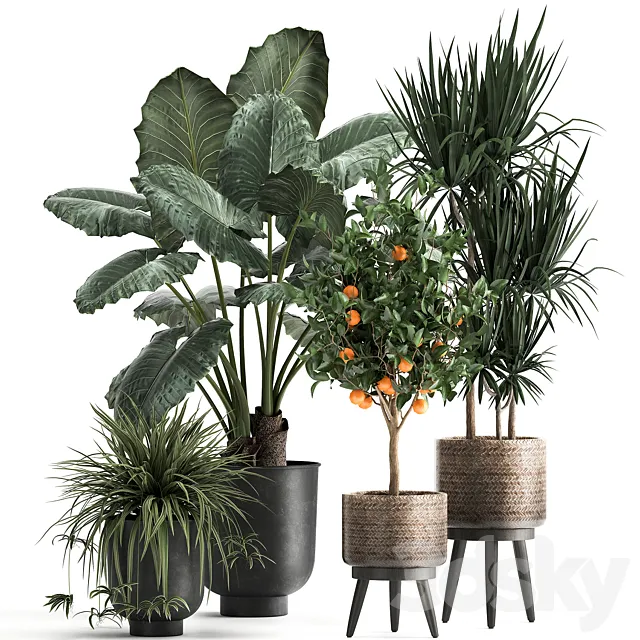 Collection of plants in black pots and baskets with Alocasia dracaena orange tree loft. Set 1002. Free Download