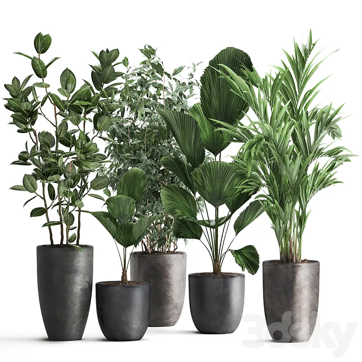 Collection of plants in black pots Likuala Hovea palm Ficus Benjamin. Set 1003. 3D Model Free