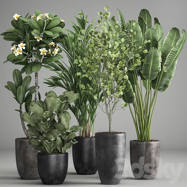 Collection of plants in black pots Strelitzia tree ficus Plumeria banana palm. Set 984. 3D Model