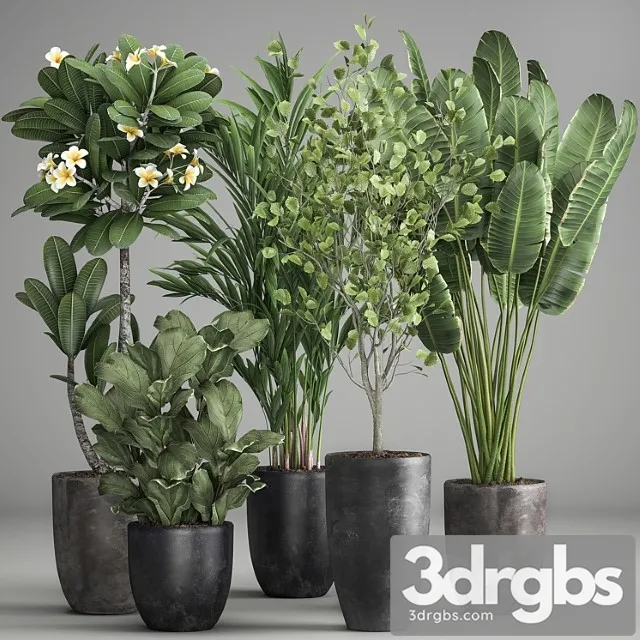 Collection of plants in black pots strelitzia, tree, ficus, plumeria, banana palm. set 984.