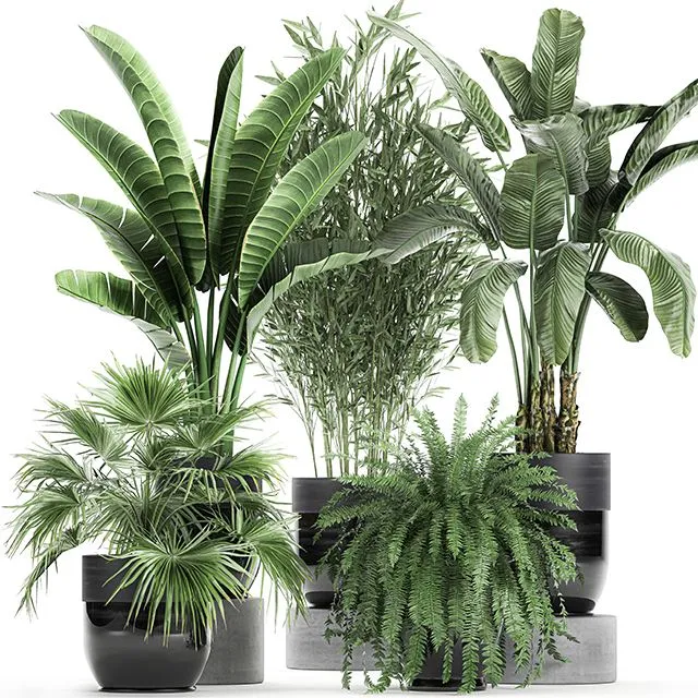 Collection of plants in black pots with Bamboo Banana fan palm fern strelitzia. Set 711 3D Model