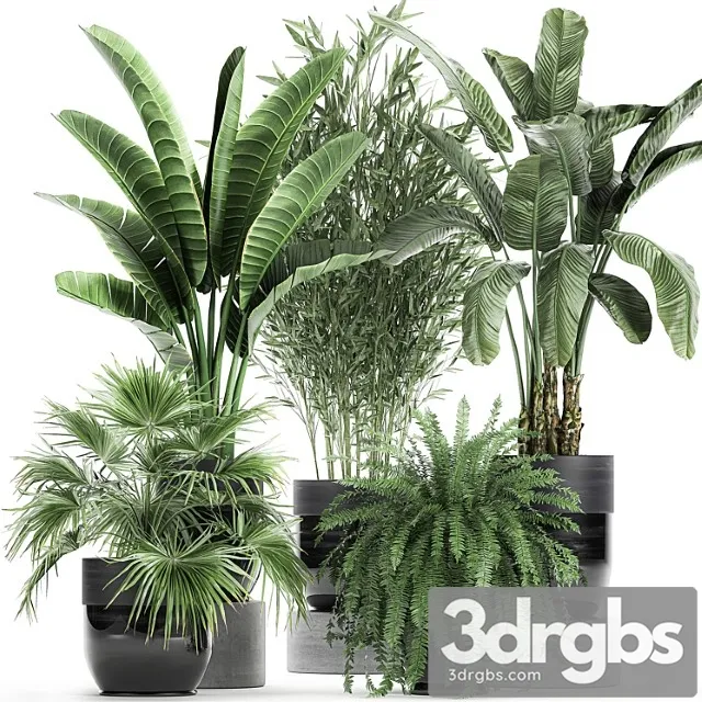 Collection of Plants in Black Pots with Bamboo Banana Fan Palm Fern Strelitzia Set 711 3D Model Free