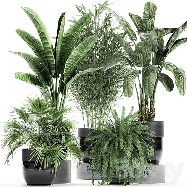 Collection of plants in black pots with Bamboo Banana fan palm fern strelitzia. Set 711 Free Download