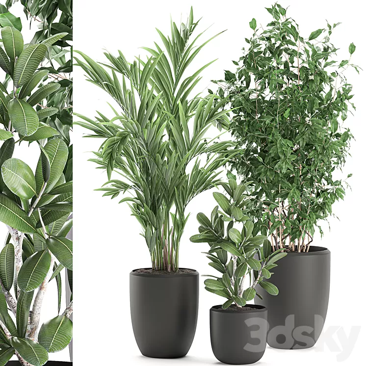 Collection of plants in black pots with Ficus benjamin palm hovea neanta. Set 567.