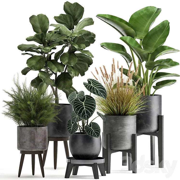 Collection of plants in black pots with Ficus lyrata Strelitzia Asparagus. Set 998. 3D Model Free