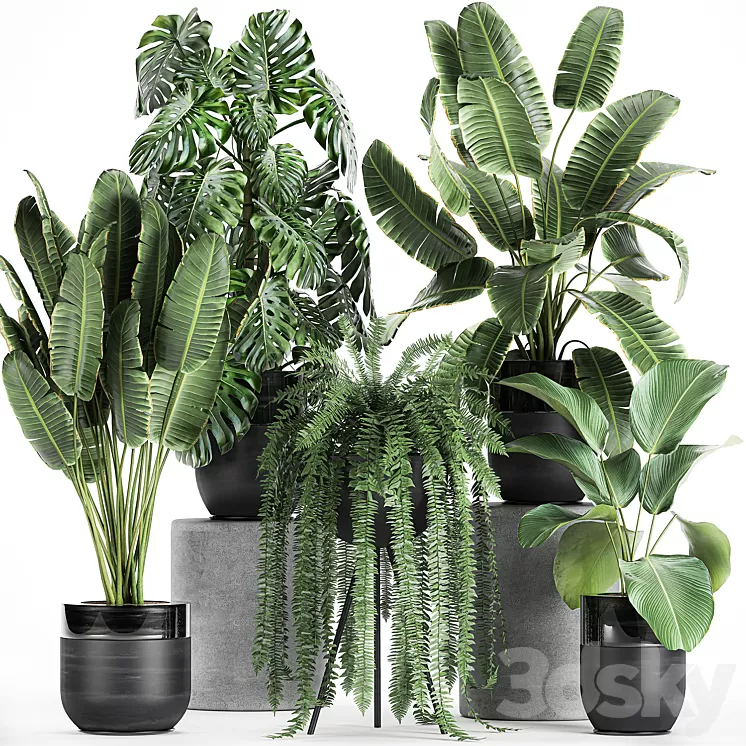 Collection of plants in black pots with Monstera banana palm strelitzia fern calathea lutea luxury decor. Set 710.