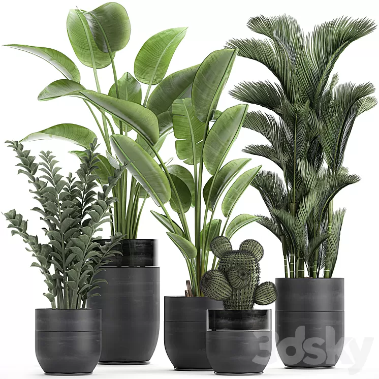 Collection of plants in black pots with Strelitzia banana dipsis palm cactus Zamiokulkas. Set 724. 3D Model