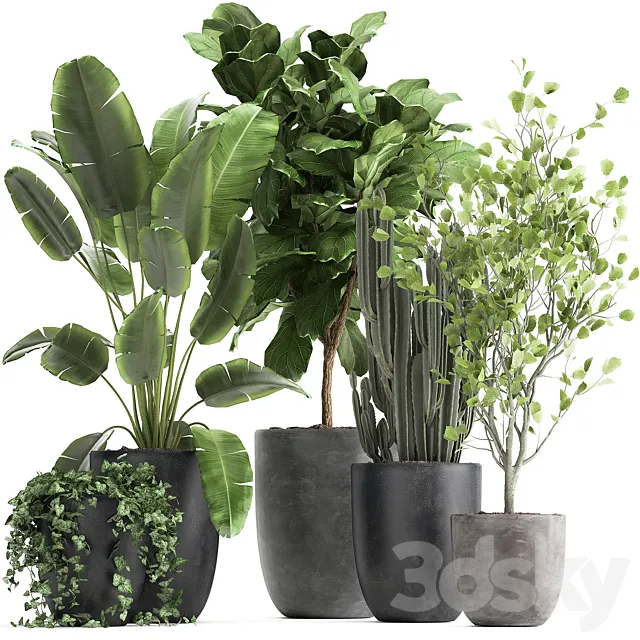 Collection of plants in black pots with Strelitzia Ficus lyrata tree ivy banana palm ravenala. Set 961. 3D Model