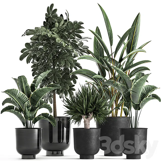 Collection of plants in black pots with Strelitzia Scheffler palm Alpinia . Set 843. 3D Model