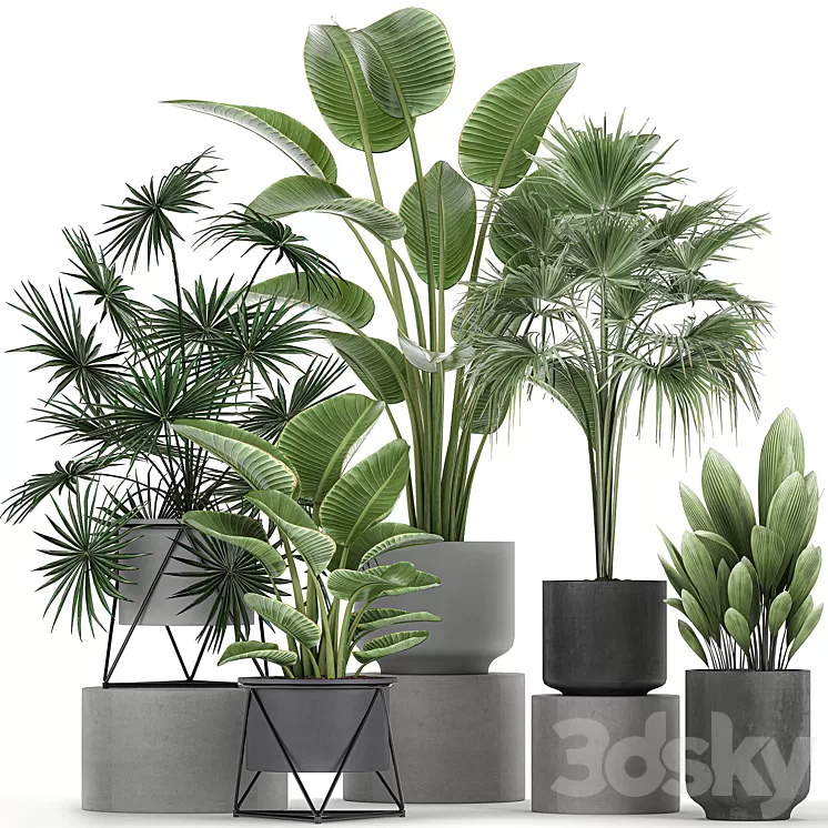 Collection of plants in concrete pots with Strelitzia fan palm office plants. Set 755. 3D Model