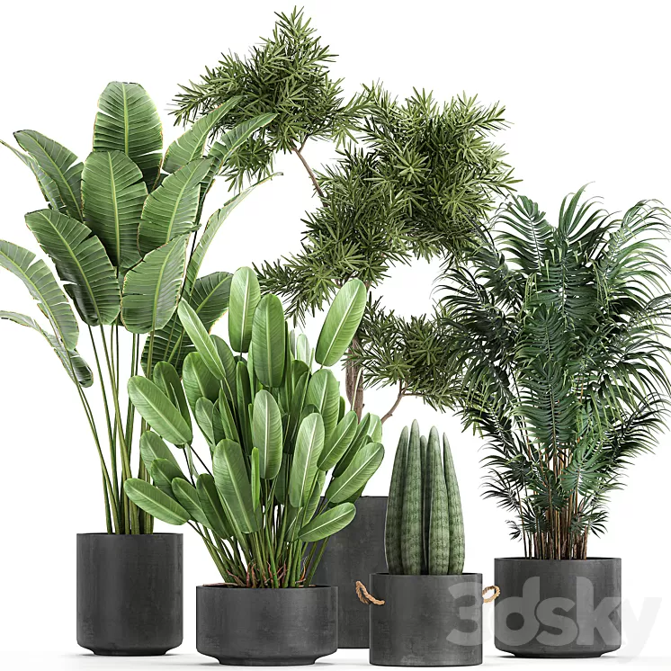 Collection of plants in concrete pots with Strelitzia palm Sansevieria. Set 754.
