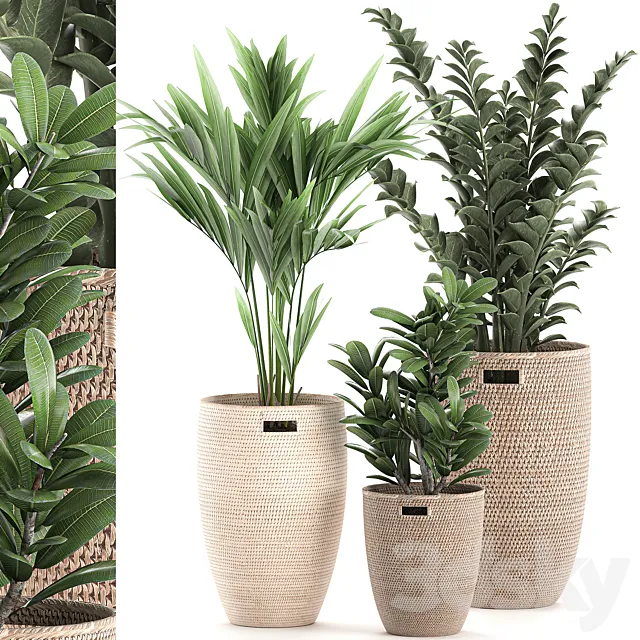Collection of plants in decorative baskets pots with Zamiokulkas. Money tree. palm tree. hovea. Set 568. 3DModel