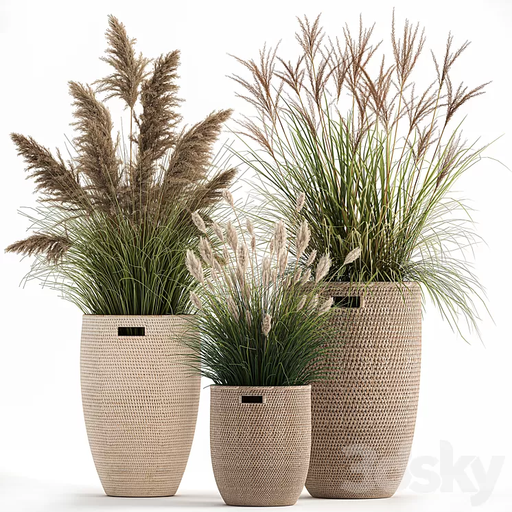 Collection of plants in flower baskets with Pampas grass weinik reeds for landscape design. Set 1025. 3D Model
