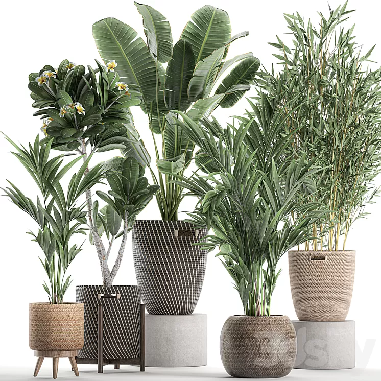 Collection of plants in flower wicker baskets with banana palm bamboo bush Hovea plumeria. Set 631. 3D Model