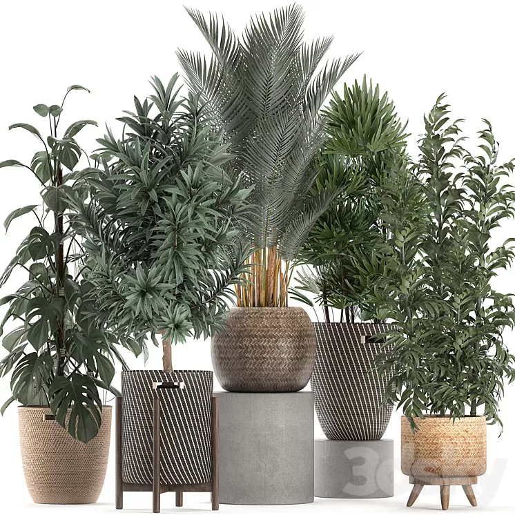 Collection of plants in flower wicker baskets with Monstera bamboo bush palm Raphis Palm Dracaena. Set 632. 3D Model