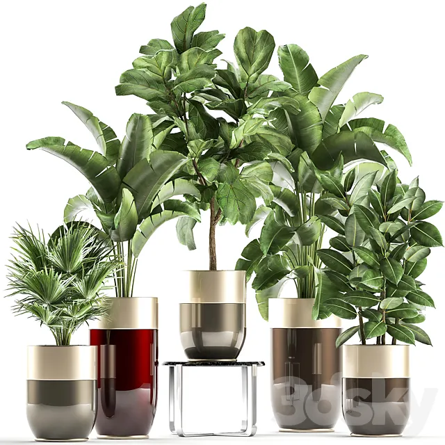 Collection of plants in gold pots Godwin Longhi luxury with Banana palm ficus luxury decor. Set 858. 3D Model