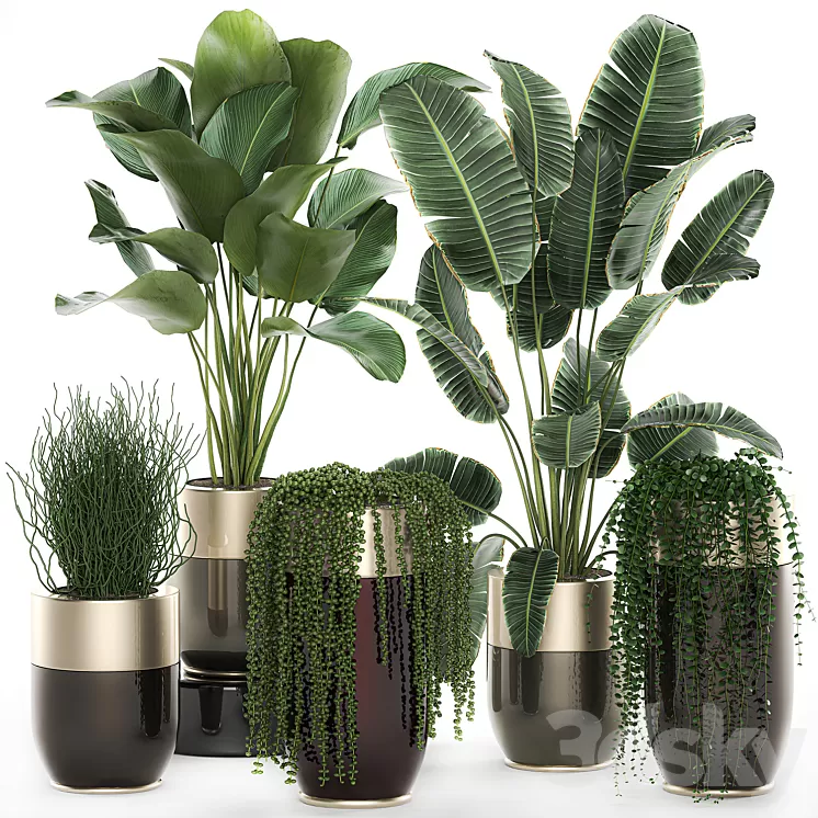 Collection of plants in gold pots Godwin Longhi with hanging Banana calathea Krestovnik Strelitzia. Set 706. 3D Model