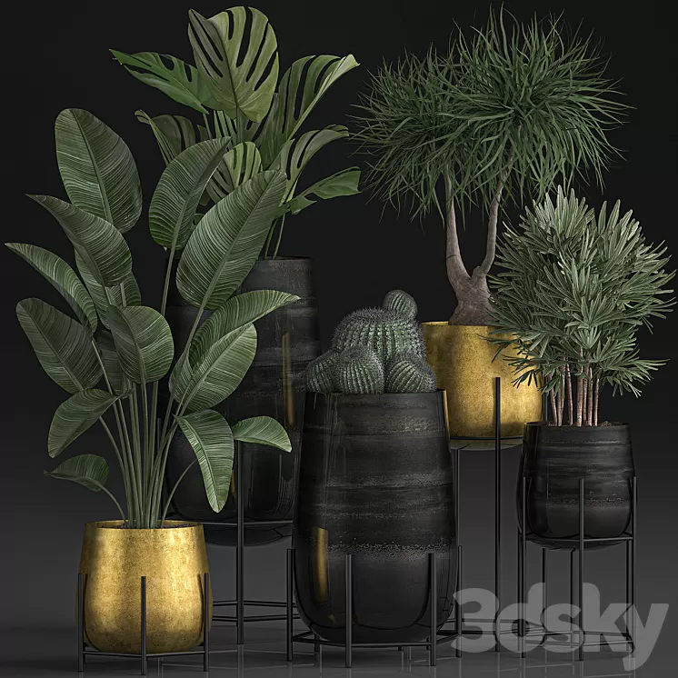 Collection of plants in luxury gold pots on legs with Monstera Banana rapeseed dracaena cactus luxury decor. Set 546. 3D Model