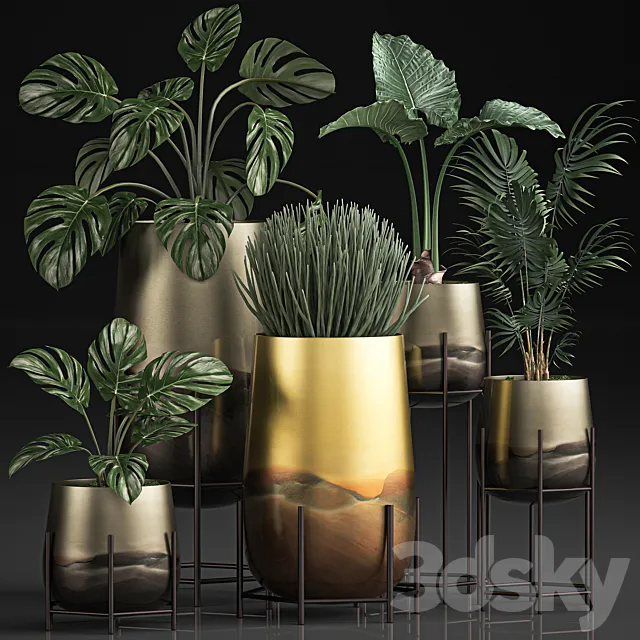 Collection of plants in luxury gold pots on legs with Monstera. palm. hovea. Alokasia. Sansevieria. Set 544. Free Download