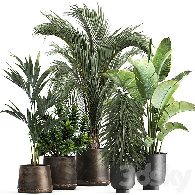 Collection of plants in metal and rusty pots with palm strelitzia hovea ficus ali banana dracaena. 1110 3D Model