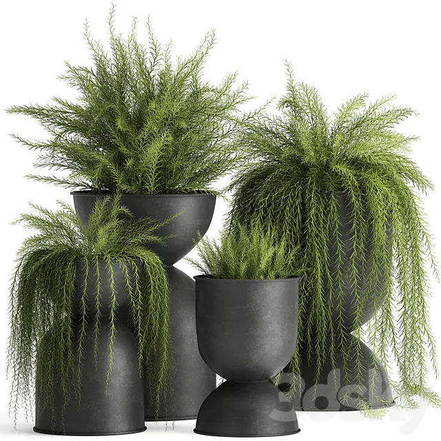 Collection of plants in metal black pots with Asparagus flower. hanging plants. Set 945. 3DModel