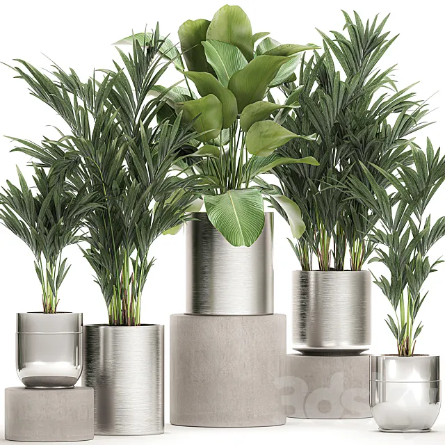 Collection of plants in metal chrome pots with kalatea lutea lush palm trees hovea neanta. Set 784. 3D Model