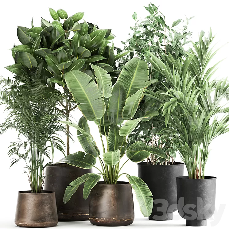 Collection of plants in metal pots and vases Strelitzia Ravenala Banana palm hovea ficus tree Set 978. 3D Model