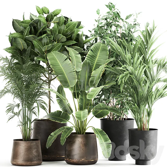 Collection of plants in metal pots and vases Strelitzia. Ravenala. Banana palm. hovea. ficus. tree Set 978. 3DModel