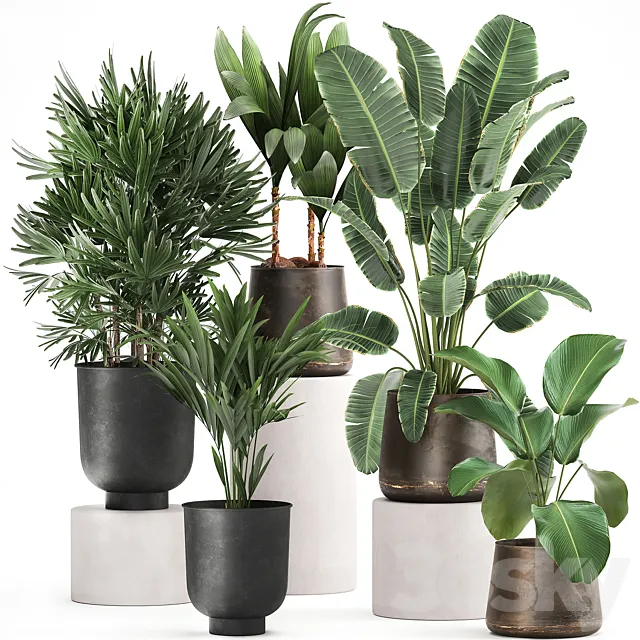 Collection of plants in metal pots and vases Strelitzia Ravenala Banana palm Howea Raphis. Set 981. 3D Model
