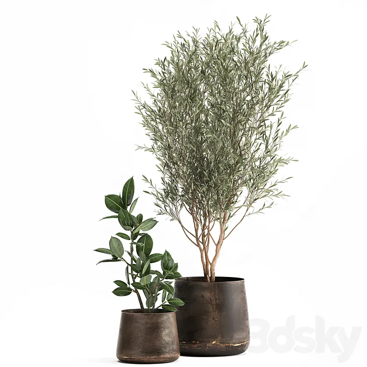 Collection of plants in metal pots with a small olive tree rubber-bearing ficus elastic ficus. Set 917. 3D Model Free