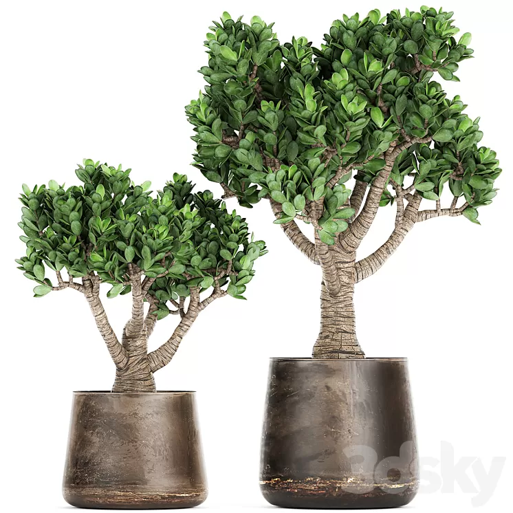 Collection of plants in metal pots with flower Crassula. Set 930. 3D Model