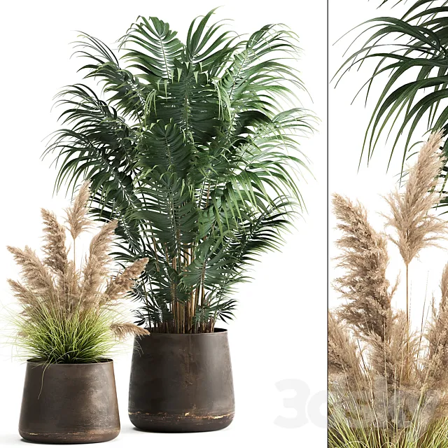 Collection of plants in metal pots with Pampas grass Cortaderia palm Howea. Set 973. 3D Model