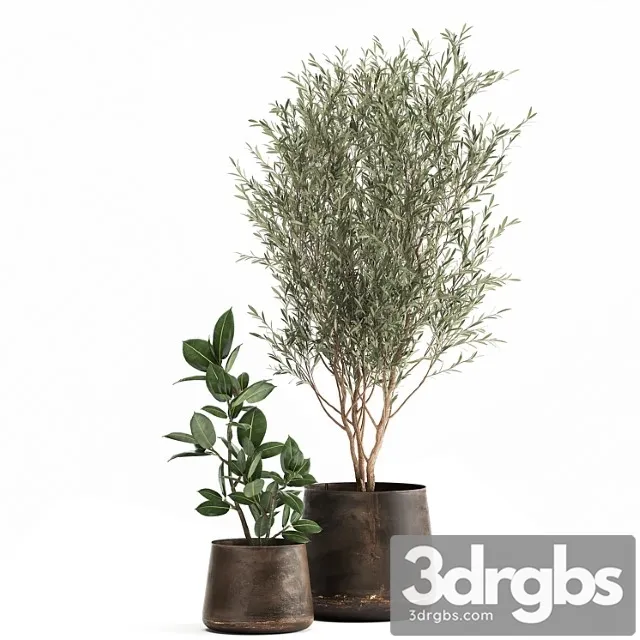 Collection of Plants In Metal Pots With Small Olive Tree Ficus Rubber Ficus Elastica Set 917 3D Model Free