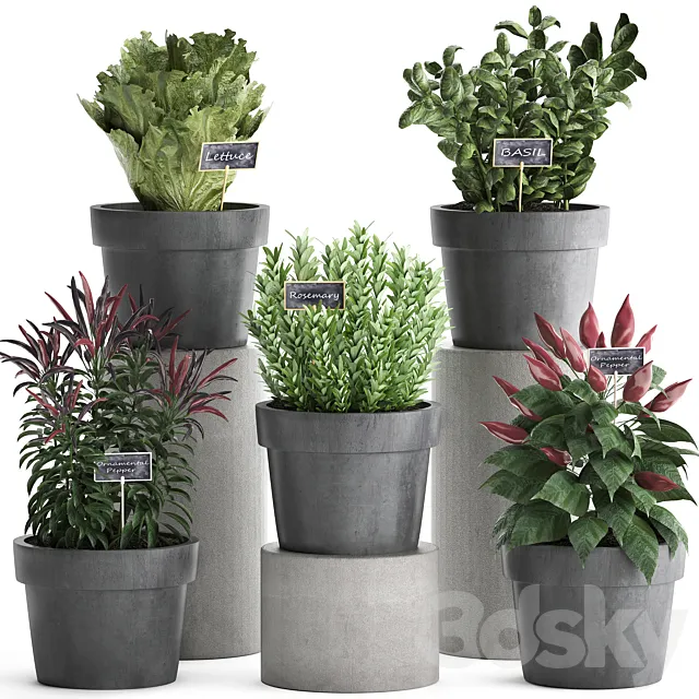 Collection of plants in modern black pots kitchen garden vegetable garden with vegetables peppers herbs lettuce rosemary basil. Set 391. Free Download
