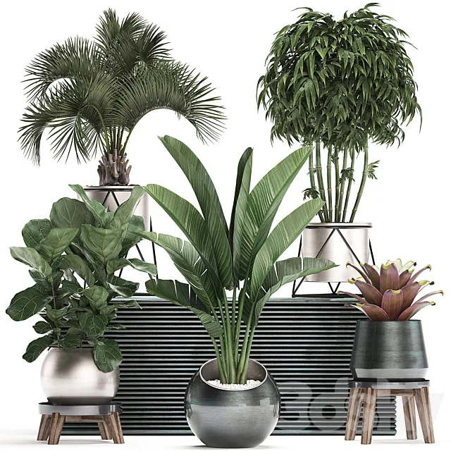 Collection of plants in modern luxury pots with Banana palm. Ficus Lirata. rapeseed. banana. bamboo. luxury. Set 463. 3DModel