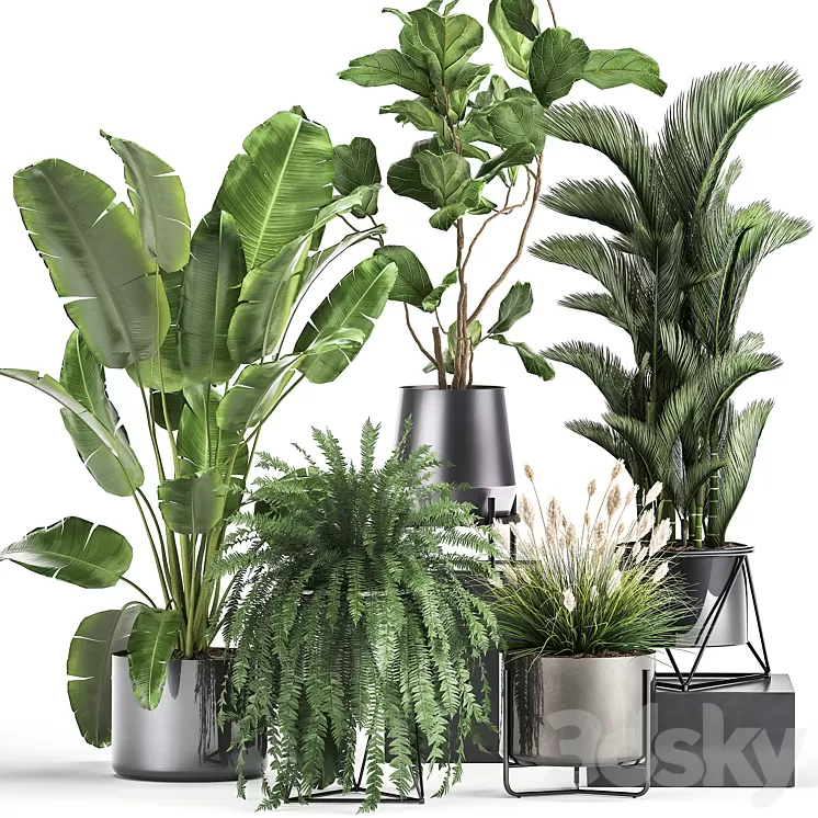 Collection of plants in modern luxury pots with Ficus Lirata fern palm top Ravenala Strelitzia. Set 996. 3D Model