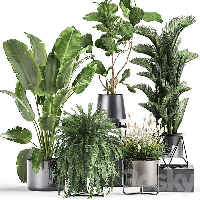 Collection of plants in modern luxury pots with Ficus Lirata. fern. palm. top. Ravenala. Strelitzia. Set 996. 3DModel