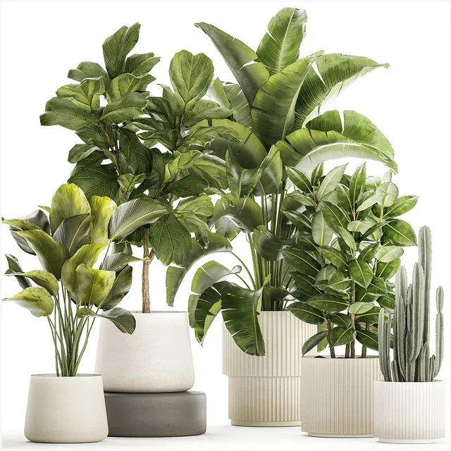 Collection of plants in modern white pots Set 1359 3D Model