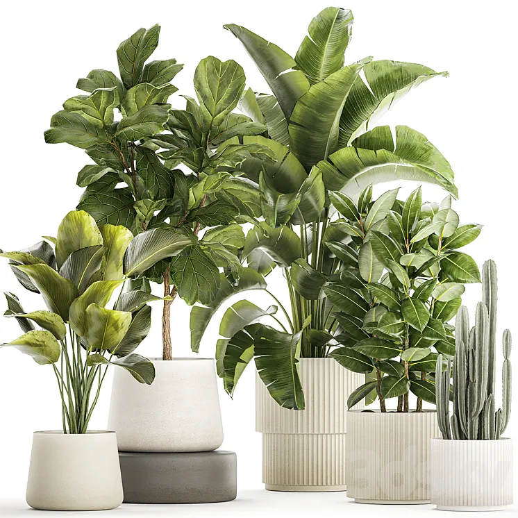 Collection of plants in modern white pots with ficus Lirata tree banana palm calathea lutea cactus Strelittia. Set 1359. 3D Model Free Download