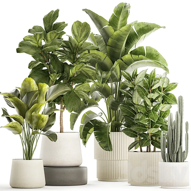 Collection of plants in modern white pots with ficus Lirata tree banana palm calathea lutea cactus Strelittia. Set 1359. 3D Model
