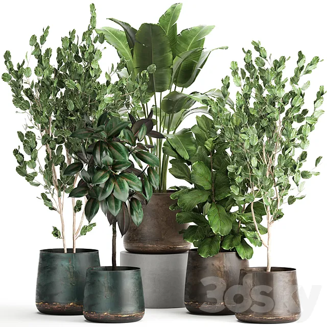 Collection of plants in outdoor metal rusty pots Tree Banana palm Ficus lyrata. Set 942. 3D Model