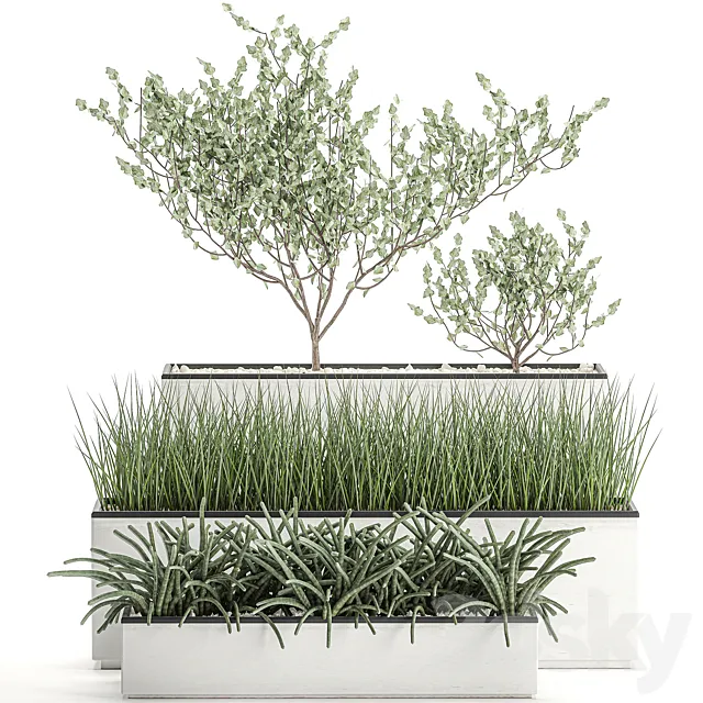 Collection of plants in outdoor white potted flower beds with tree grass Sansevieria. Set 585. 3D Model