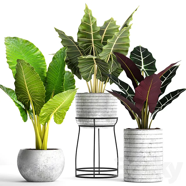 Collection of plants in pots 33. alocasia. concrete pot. flowerpot. small plants. flowers. flower stand. exotic 3DModel