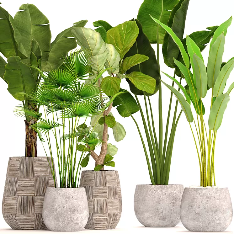 Collection of plants in pots 41. concrete pot flowerpot bush banana palm ficus lyrata fan palm strelitzia 3D Model
