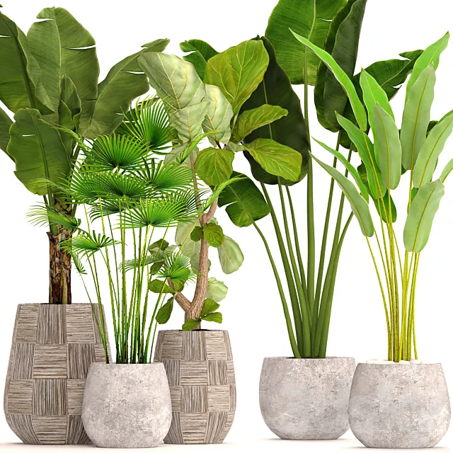 Collection of plants in pots 41. concrete pot. flowerpot. bush. banana palm. ficus lyrata. fan palm. strelitzia 3DModel
