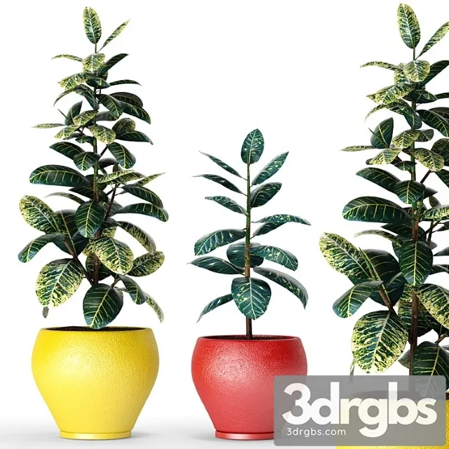 Collection of plants in pots 6, ficus, flower, pot, tree