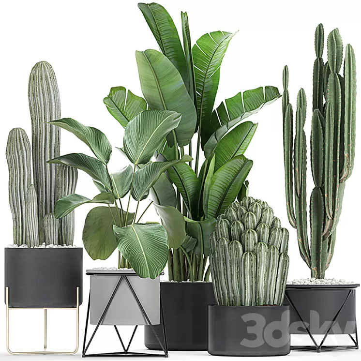 Collection of plants in pots on legs with Cacti and Strelitzia Banana palm Cereus. Set 747. 3D Model