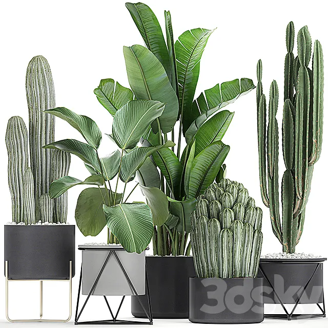 Collection of plants in pots on legs with Cacti and Strelitzia. Banana palm. Cereus. Set 747. 3DModel