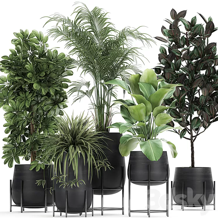 Collection of plants in pots on legs with palm strelitzia Scheffler Calathea lutea Ficus Chlorophytum. Set 769 3D Model