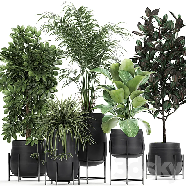 Collection of plants in pots on legs with palm. strelitzia. Scheffler. Calathea lutea. Ficus. Chlorophytum. Set 769 Free Download